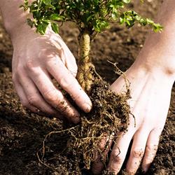 Tips from the Street Tree Committee for Fall Tree Planting