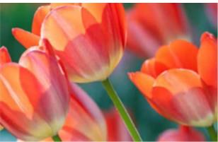 Spring Anderson Insights Now Available